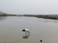 -盐城丹顶鹤湿地生态旅游区