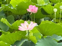 -荔湾湖公园
