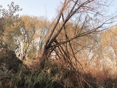 -长兴太湖图影湿地文化园