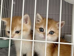 -翊宠yipet猫狗购宠庄园犬舍•猫舍