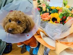 -伟伟宠物医院·CT影像中心·瑞派犬猫综合性门诊(汉口总院)