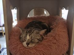 -有猫儿腻咖啡厅.猫咖