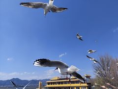 -海埂大坝