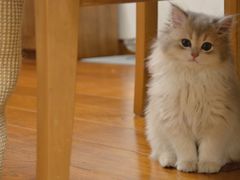 -东方名猫馆·英短金渐层布偶猫舍(环线广场1号楼店)