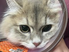 -瑞鹏宠物医院·骨科·猫科·内科(第一中心)