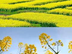 -西京湾花海