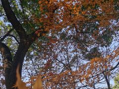 -秋霞圃