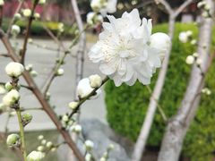 -上海市龙华烈士陵园