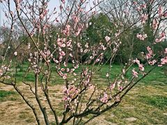 -蜀冈西峰生态公园