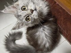 -十年猫舍·猫咪专门店(普陀店)