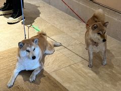 -长白山万达喜来登度假酒店