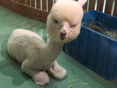 -藦茜花园宠物主题亲子互动体验馆(国顺东路店)