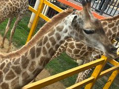 -西霞口神雕山野生动物世界