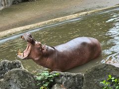 -清迈夜间动物园