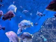 -青岛海底世界-水族馆