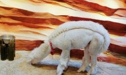 -酷嗒动物文化乐园(cutezoo西溪乐天城店)