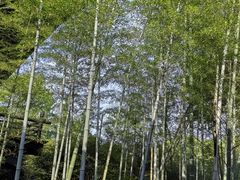 -大唐贡茶院