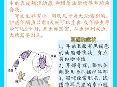 -康成宠物医院24H·CT·核磁共振
