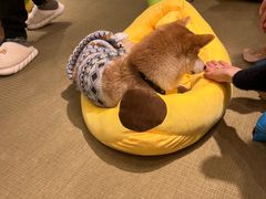 -逗柴咖啡屋·狗咖猫咖宠物桌游