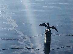 -海德公园