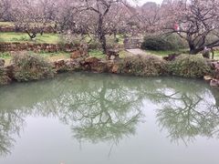 -香雪海