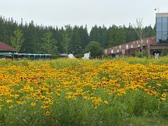 -黄海国家森林公园