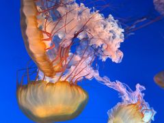 -太平洋海底世界