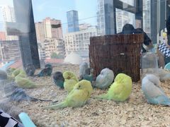 -怪兽屋·羊驼·猫咖·狗咖(俊华广场店)