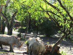 -奥兰多迪士尼动物王国乐园