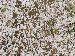-高东镇樱花园