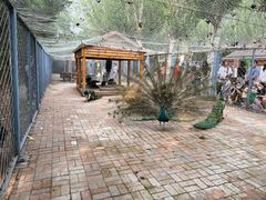 -长白岛森林公园