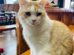 -蓝鲸·缅因猫舍