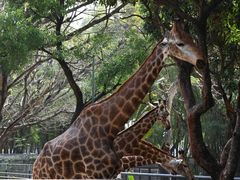 -深圳野生动物园