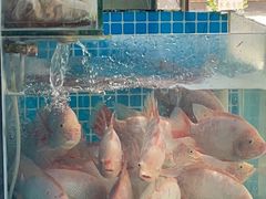 -小海豚•老字号海鲜餐厅(天涯店)