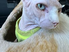 -藏猫猫咖啡主题馆(中央大道店)