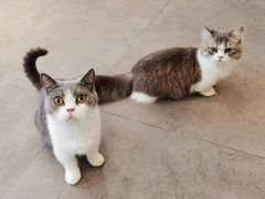 -飞行喵MR PILOT|猫舍·猫咖(静安大融城店)