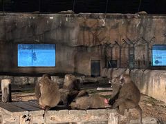 -大连森林动物园