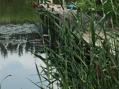 -白渔泡湿地公园