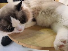-Heymao猫咖.咖啡厅(东门店)