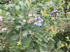 -金谷域澳洲庄园