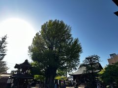 -医王山·飞騨国分寺