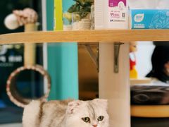 -飞行喵MR PILOT|猫舍·猫咖(静安大融城店)