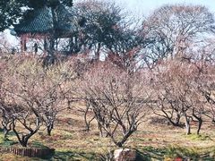 -无锡梅园公园