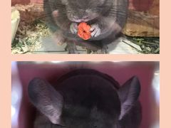 -藦茜花园宠物主题亲子互动体验馆(国顺东路店)