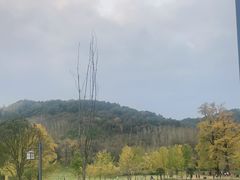 -千年银杏谷文化旅游区