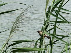 -灞河西岸滨河公园