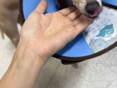 -谐和贝康宠物医院24小时·宠保定点(急重症转诊中心)