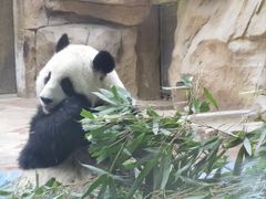 -成都动物园