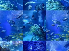 -太平洋海底世界