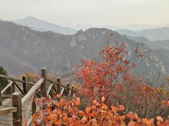 -大岭沟猕猴桃谷风景区